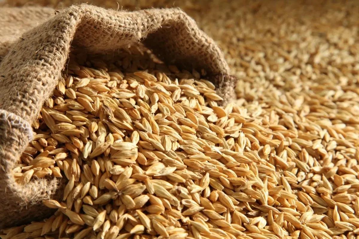The Ministry of Industry and Trade issues a tender to purchase 120 thousand tons of barley